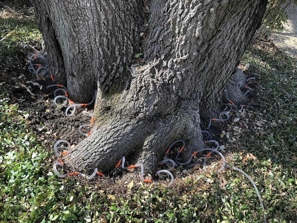 Detailed Tree Cabling and Bracing job site in Woodacre