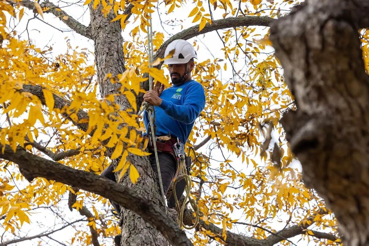 Skilled Tree Trimming crew working in Woodacre